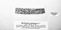 Hysterium scirpinum image